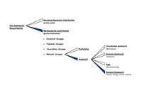 Abbildung 1: Einordung des Norteño-Aztekisch in die Uto-Aztekische Sprachfamilie.jpg