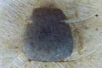 Polished axe blade