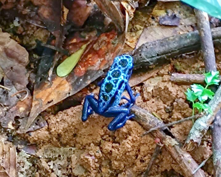 O sapinho que eles chamam Kîpîtî (Dendrobates tinctorius), próximo à comunidade Jatapuzinho