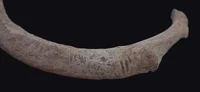 Close-up view of cutting marks on the rib of an individual buried in the Mass Grave of Uxul 