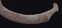 Close-up view of cutting marks on the rib of an individual buried in the Mass Grave of Uxul 