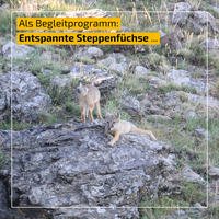 Aktuelles aus der Mongolie - September8.png