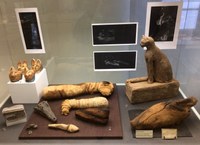 Panorama 4 Vitrine mit Tiermumien