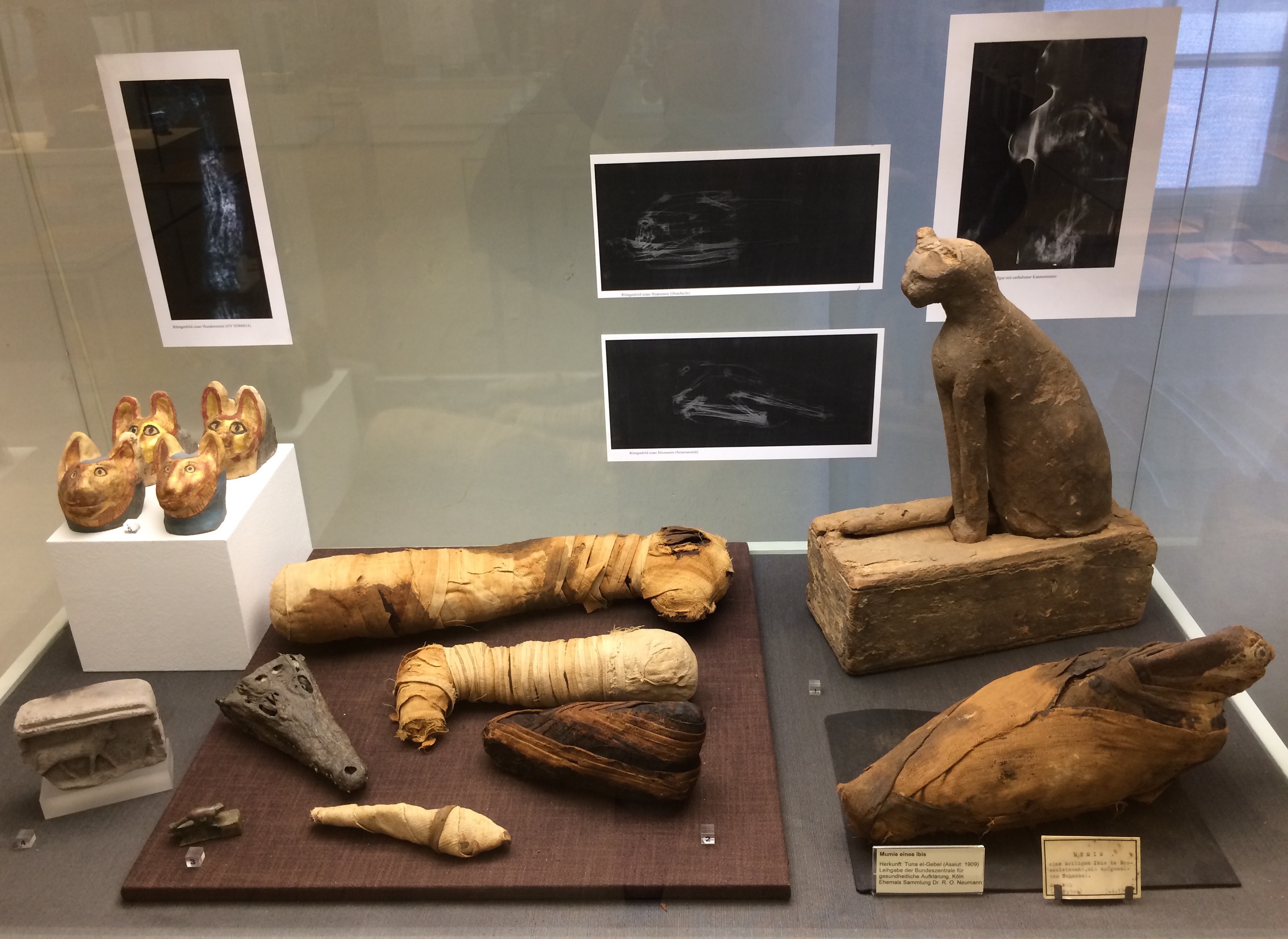 Panorama 4 Vitrine mit Tiermumien