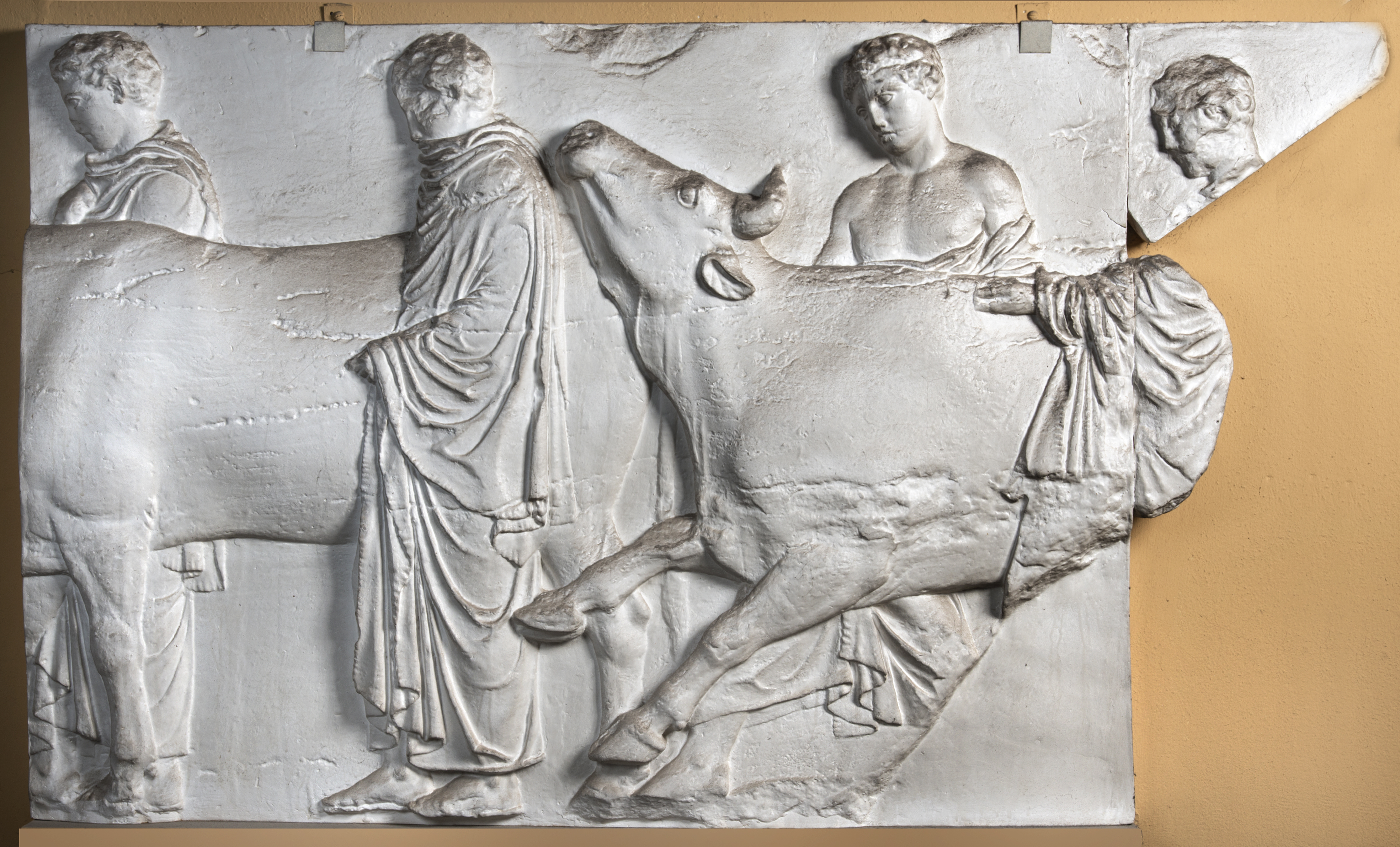 Parthenon Rinder