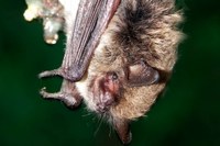 Ruf der Fledermaus cormura brevirostris.jpg